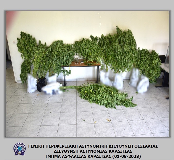 Καλλιεργούσε δενδρύλλια κάνναβης στο σπίτι του